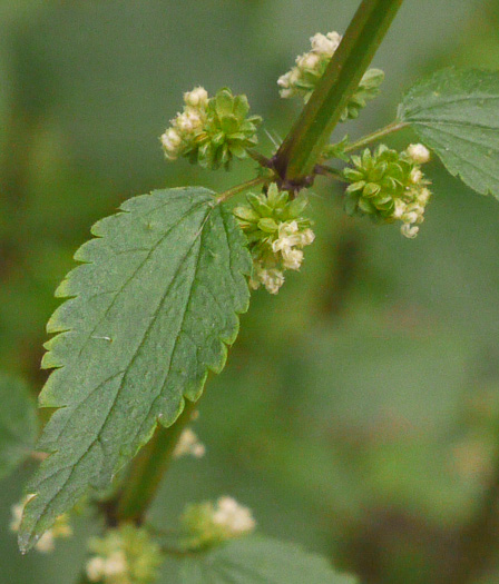 Urtica chamaedryoides, Weak Nettle, Dwarf Stinging Nettle, Heartleaf Nettle