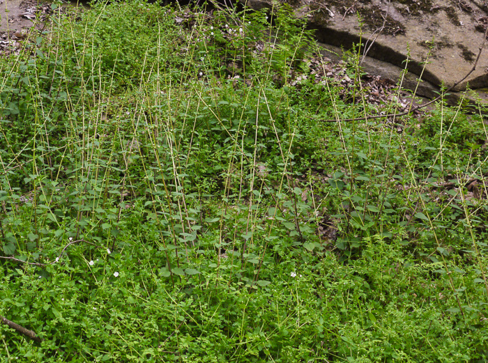 image of Urtica chamaedryoides, Weak Nettle, Dwarf Stinging Nettle, Heartleaf Nettle