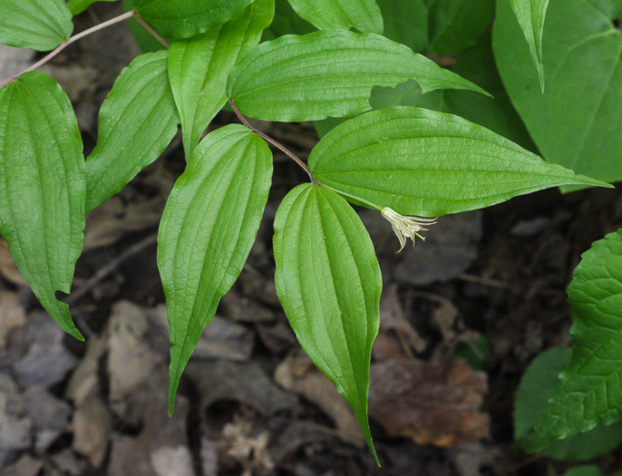 image of Prosartes lanuginosa, Yellow Mandarin, Yellow Fairybells