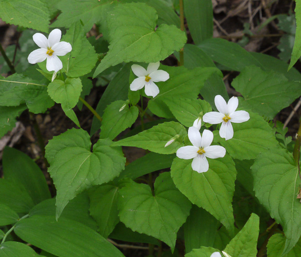 image of Viola canadensis, Canada Violet, Tall White Violet