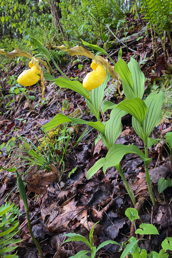 image of Cypripedium parviflorum var. pubescens, Large Yellow Lady's Slipper