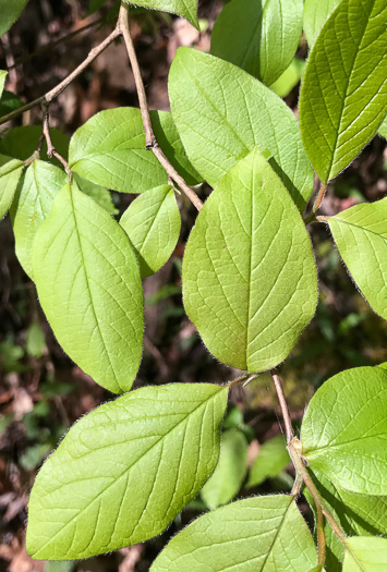 image of Stewartia ovata, Mountain Camellia, Mountain Stewartia