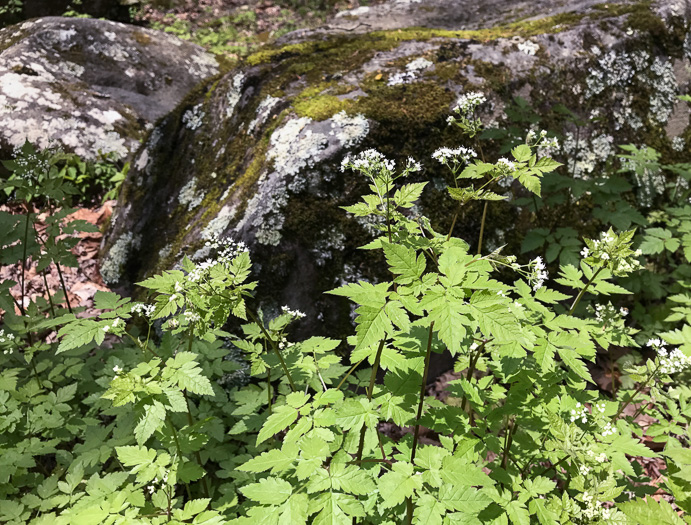 image of Osmorhiza longistylis, Aniseroot, Smooth Sweet Cicely, Longstyle Sweet-cicely