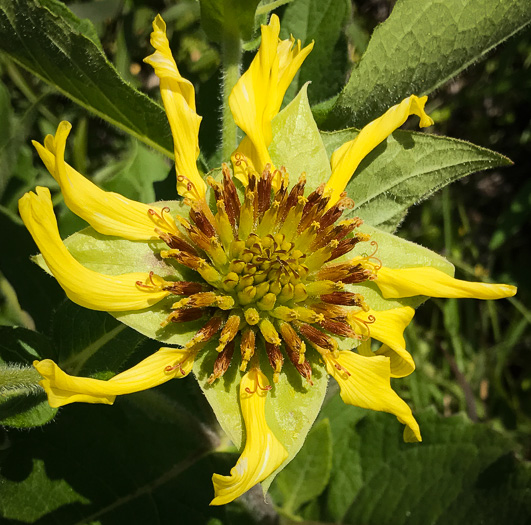 image of Tetragonotheca helianthoides, Pineland Squarehead, Pineland-ginseng