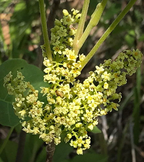 image of Toxicodendron pubescens, Poison Oak, Southeastern Poison Oak