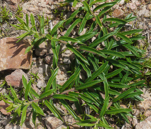 image of Asclepias tuberosa var. tuberosa, Butterfly Milkweed, Eastern Butterflyweed, Pleurisy Root, Wind Root