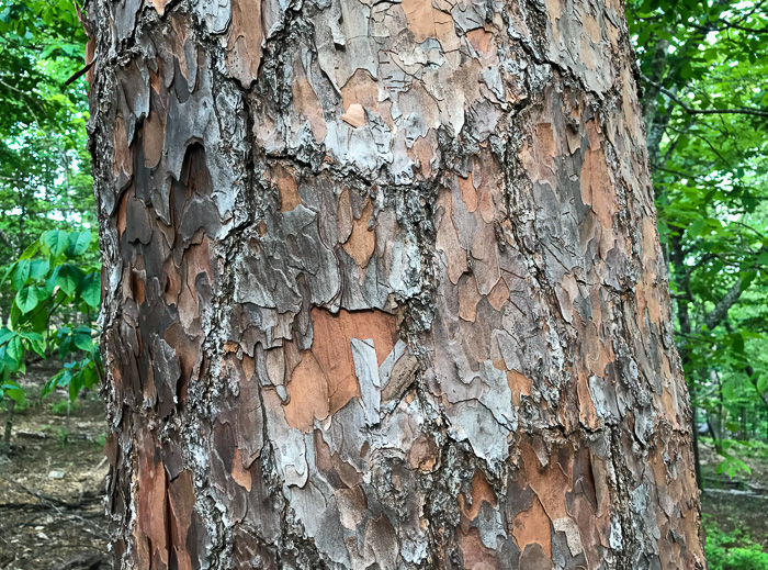 image of Pinus palustris, Longleaf Pine, Southern Pine