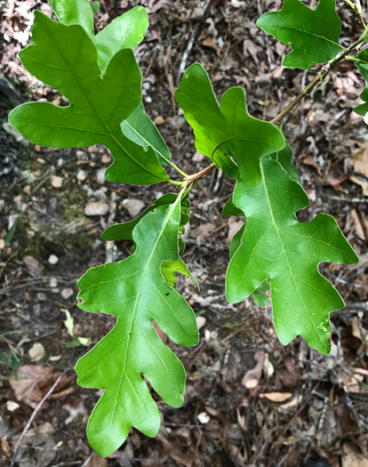 image of Quercus margaretiae, Sand Post Oak, Scrub Post Oak, Margaret's Oak