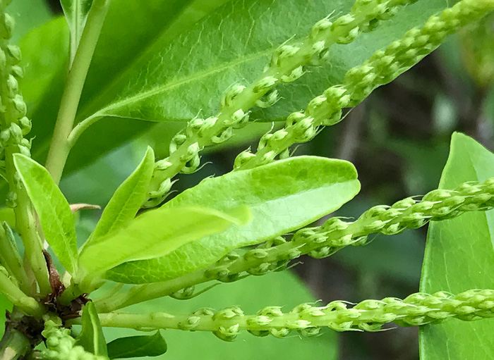 image of Cyrilla racemiflora, Titi, Swamp Cyrilla, Leatherwood