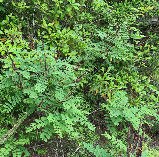 image of Amorpha fruticosa, False Indigo, Tall Indigo-bush, False Indigo-bush