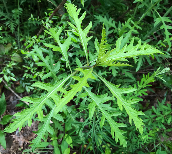 image of Aureolaria flava, Smooth False Foxglove, Smooth Oak-leach, Smooth Yellow False Foxglove