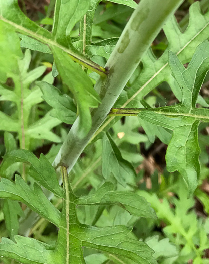 image of Aureolaria flava, Smooth False Foxglove, Smooth Oak-leach, Smooth Yellow False Foxglove