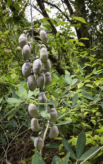 image of Baptisia alba, Thick-pod White Wild Indigo