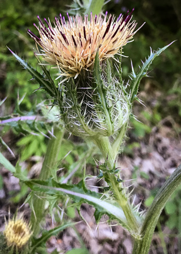 Cirsium horridulum var. horridulum, Common Yellow Thistle, Purple Thistle, Bristle Thistle, Horrid Thistle