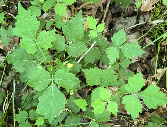 Rhus aromatica var. aromatica, Fragrant Sumac, Squawbush