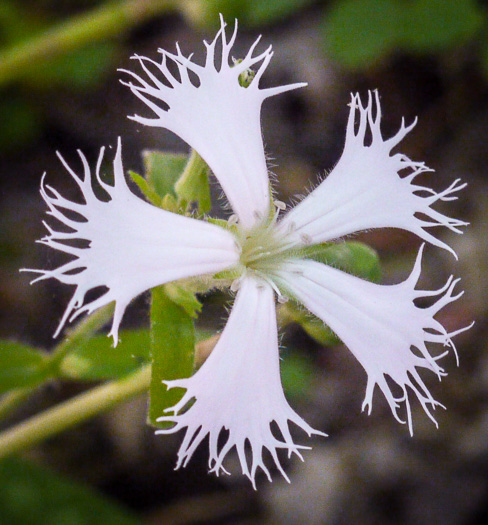 image of Silene catesbyi, Eastern Fringed Campion, Eastern Fringed Catchfly