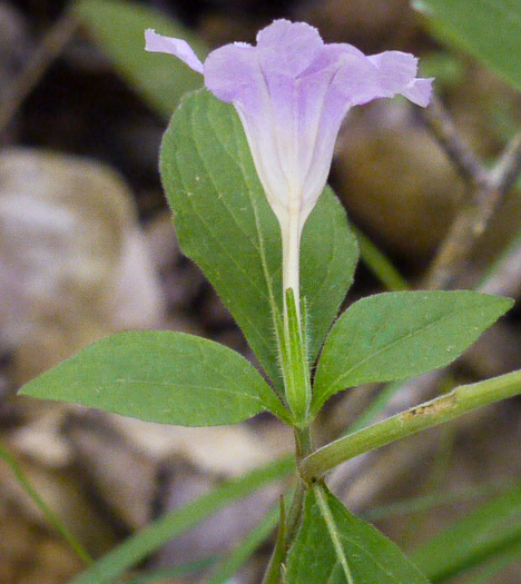 image of Ruellia purshiana, Pursh's Wild-petunia