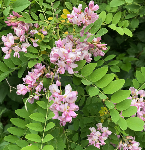 image of Robinia viscosa, Clammy Locust