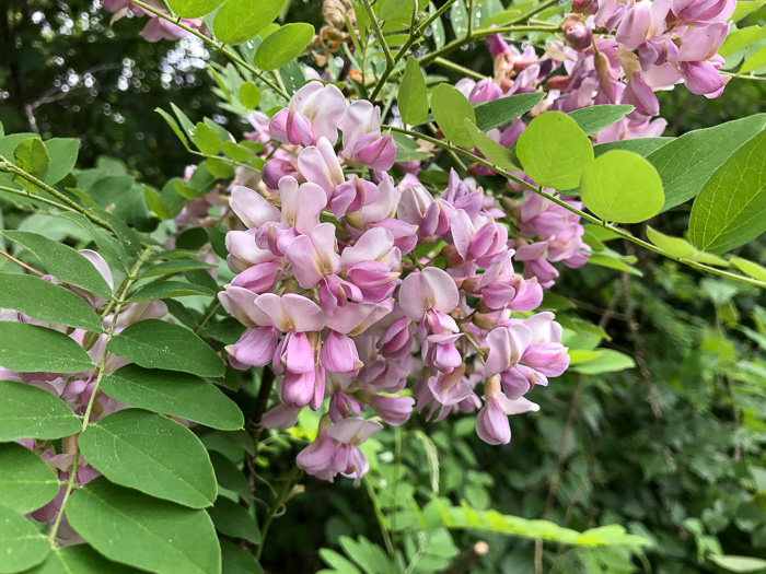 image of Robinia viscosa, Clammy Locust