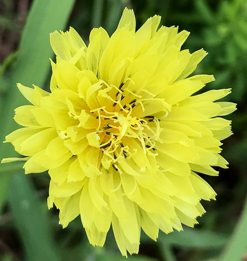 image of Pyrrhopappus carolinianus, Carolina False-dandelion, Carolina Desert-chicory