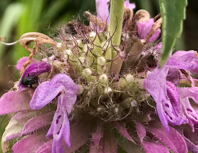 image of Monarda citriodora var. citriodora, Lemon Bergamot, Lemon Mint