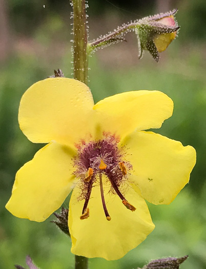 image of Verbascum blattaria, Moth Mullein