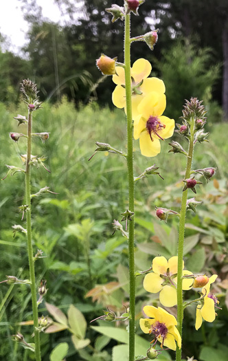 image of Verbascum blattaria, Moth Mullein