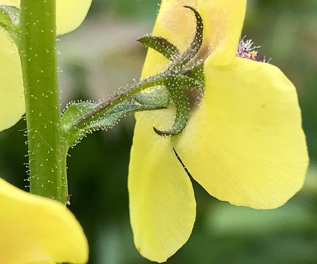 image of Verbascum blattaria, Moth Mullein