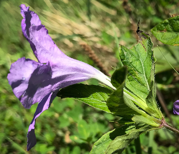 image of Ruellia caroliniensis, Carolina Wild-petunia, Common Wild-petunia, Hairy Ruellia