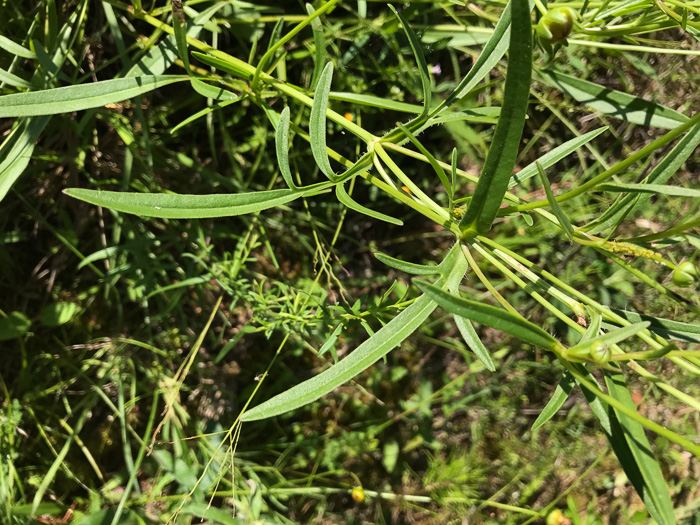 Lanceleaf Coreopsis