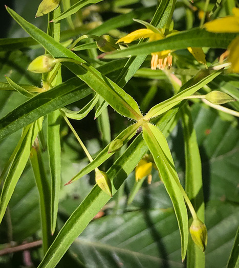 image of Steironema lanceolatum, Lanceleaf Loosestrife