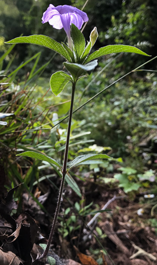 image of Ruellia caroliniensis, Carolina Wild-petunia, Common Wild-petunia, Hairy Ruellia