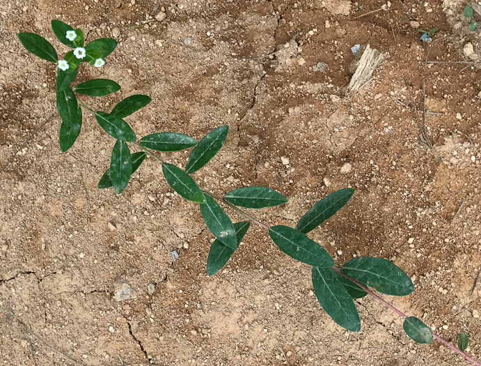 image of Euphorbia pubentissima, False Flowering Spurge, Southeastern Flowering Spurge, Southern Flowering Spurge