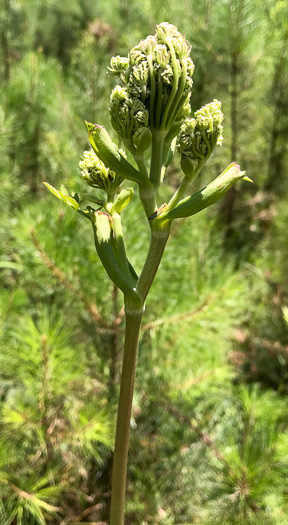 image of Angelica venenosa, Hairy Angelica, Downy Angelica, Deadly Angelica, Woodland Angelica