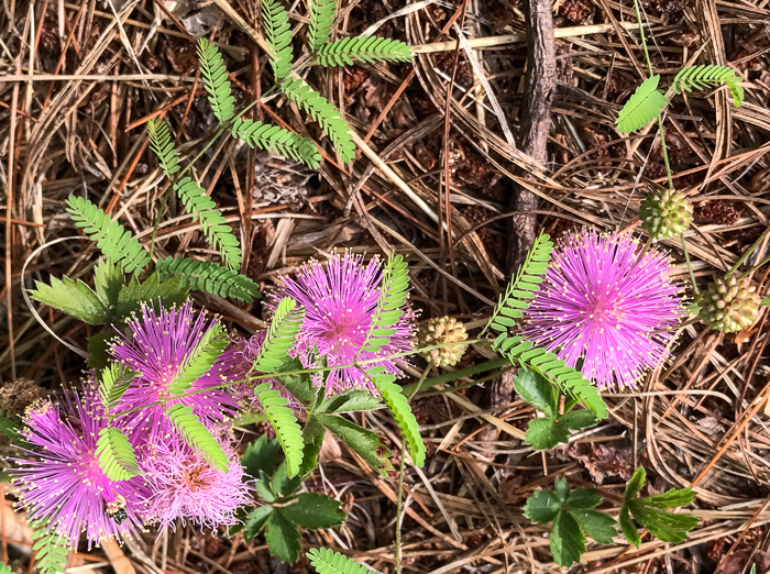 image of Mimosa microphylla, Littleleaf Sensitive-briar, Eastern Sensitive-briar