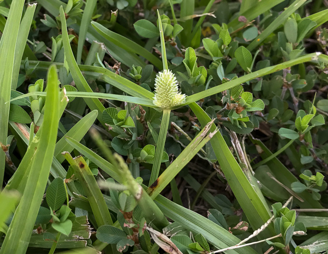 image of Cyperus sesquiflorus, Whitehead Sedge, Fragrant Spikesedge