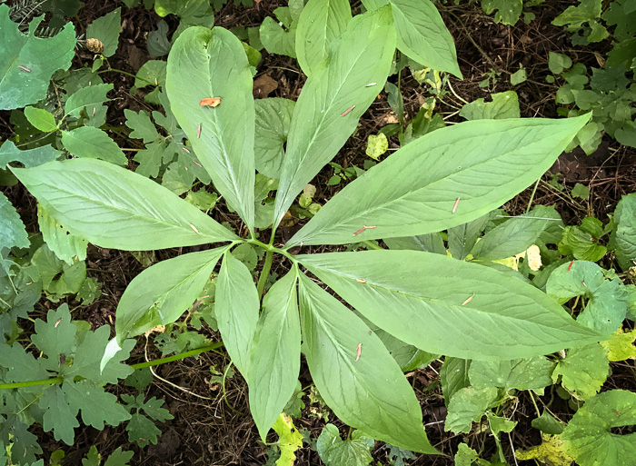 image of Pinellia pedatisecta, Chinese Green Dragon, Fan-leaf Chinese Green Dragon, Pinellia