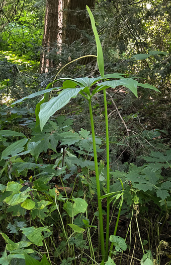 image of Pinellia pedatisecta, Chinese Green Dragon, Fan-leaf Chinese Green Dragon, Pinellia