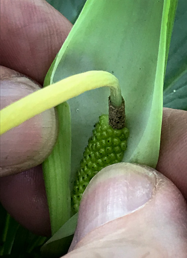 spathe