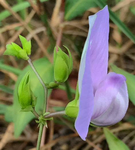 image of Centrosema virginianum var. virginianum, Climbing Butterfly-pea, Spurred Butterfly-pea