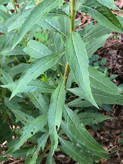 image of Oenothera biennis, Common Evening-primrose