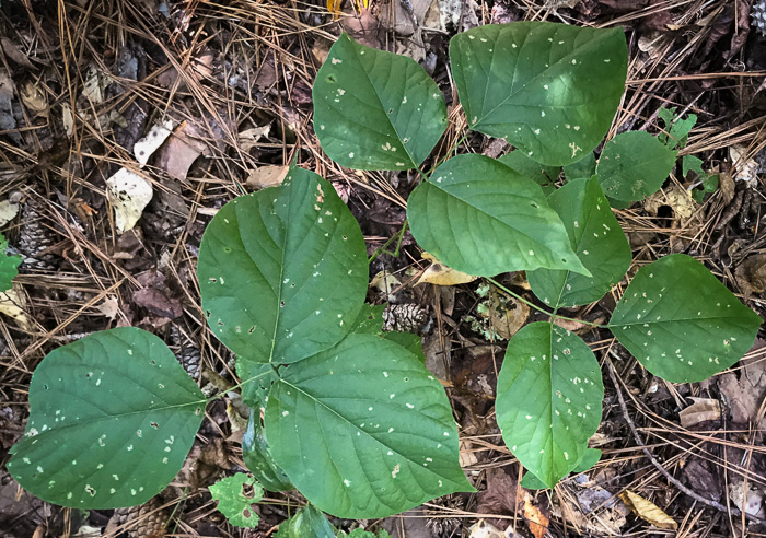 image of Phaseolus polystachios, Wild Bean, Wild Kidney Bean, Thicket Bean