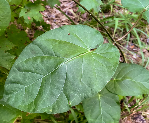 image of Gonolobus suberosus var. suberosus, Eastern Anglepod