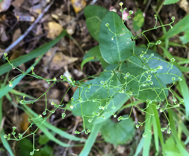 image of Euphorbia apocynifolia, Limestone Flowering Spurge?