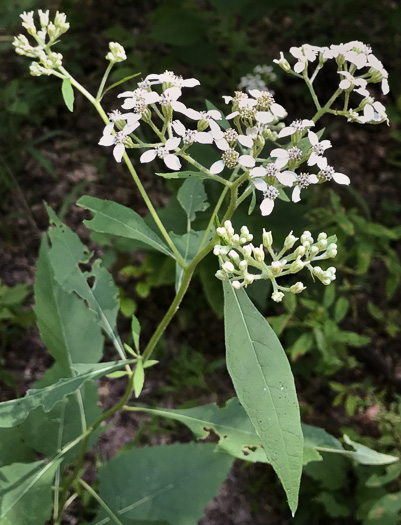 image of Verbesina virginica var. virginica, White Crownbeard, Common Frostweed, White Wingstem, Virginia Wingstem