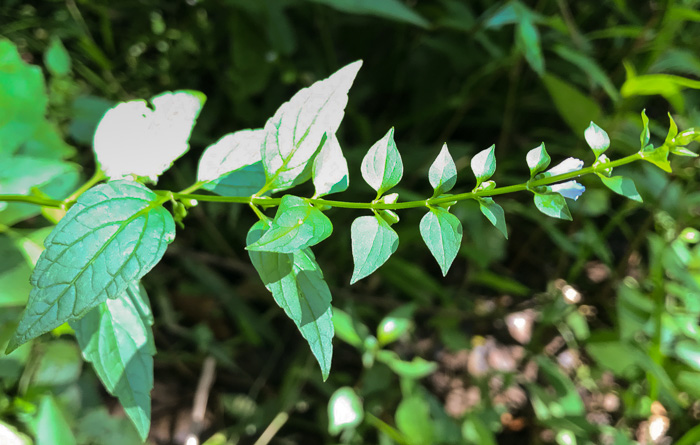 image of Scutellaria lateriflora, Mad-dog Skullcap, Tall Blue Skullcap