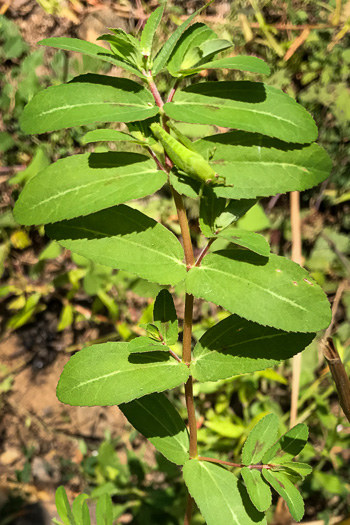 image of Euphorbia nutans, Eyebane, Upright Spotted Spurge, Nodding Spurge