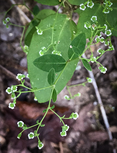 image of Euphorbia apocynifolia, Limestone Flowering Spurge?