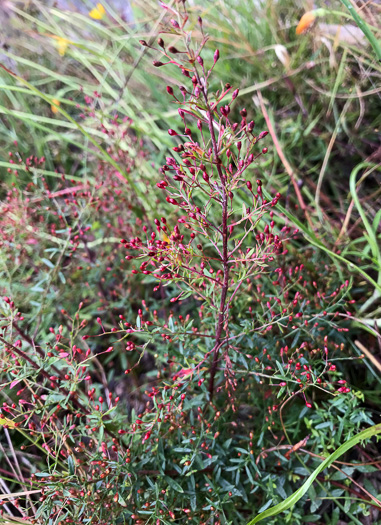 image of Lechea racemulosa, Racemose Pinweed, Appalachian Pinweed, Oblong-fruit Pinweed