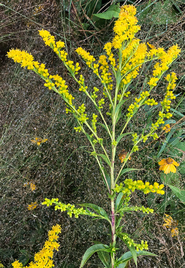 image of Solidago simulans, Granite Dome Goldenrod, Cliffside Goldenrod